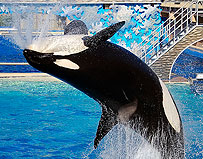 Image depicting Seaworld.